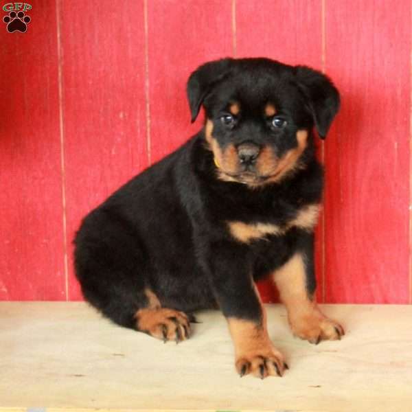 Milo, Rottweiler Puppy
