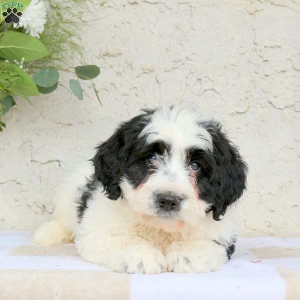 Milo, Bernedoodle Puppy