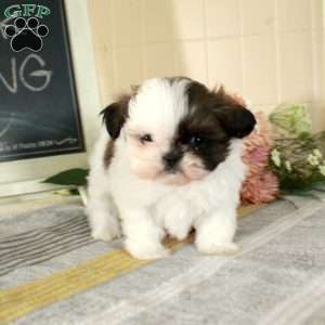 Milo, Shih Tzu Puppy