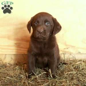 Milo, Chocolate Labrador Retriever Puppy