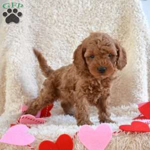 Milo, Cavapoo Puppy