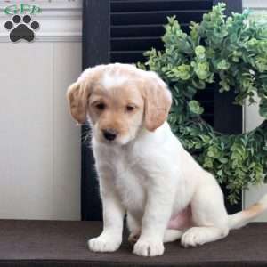 Milo, Mini Labradoodle Puppy