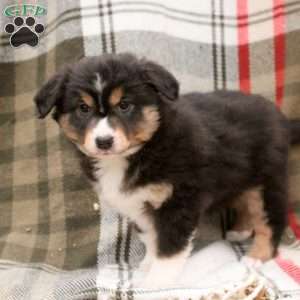 Milo, Miniature Australian Shepherd Puppy