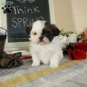 Milo, Shih Tzu Puppy