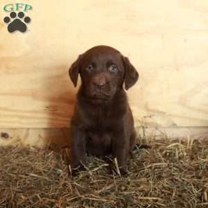 Milo, Chocolate Labrador Retriever Puppy
