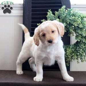 Milo, Mini Labradoodle Puppy