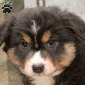Milo, Miniature Australian Shepherd Puppy