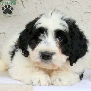 Milo, Bernedoodle Puppy