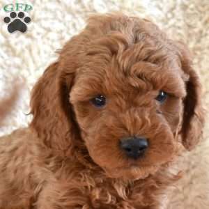Milo, Cavapoo Puppy