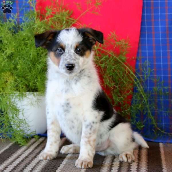 Milo, Australian Shepherd Mix Puppy