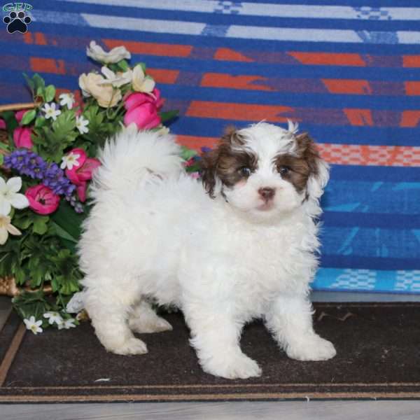 Milo, Shih-Poo Puppy