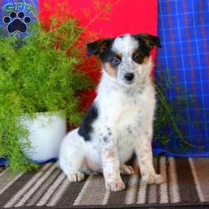Milo, Australian Shepherd Mix Puppy