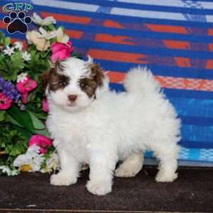 Milo, Shih-Poo Puppy
