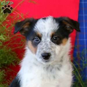 Milo, Australian Shepherd Mix Puppy