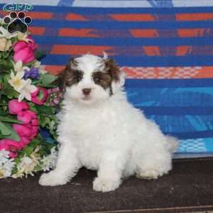 Milo, Shih-Poo Puppy