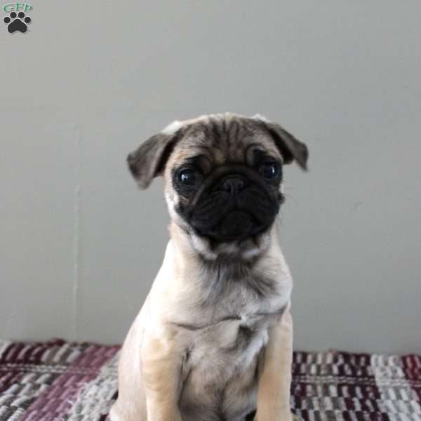 Milo, Pug Puppy