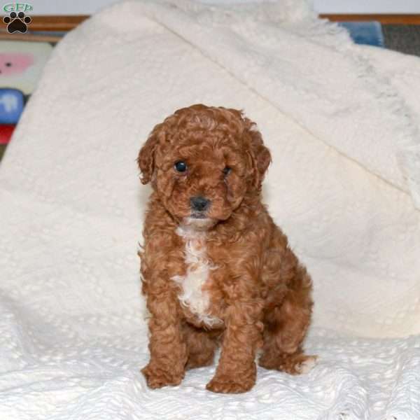 Mindy, Miniature Poodle Puppy