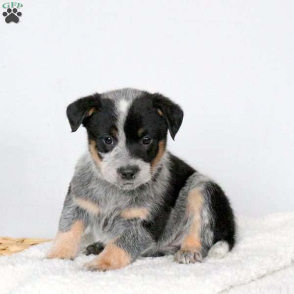 Mindy, Blue Heeler – Australian Cattle Dog Puppy