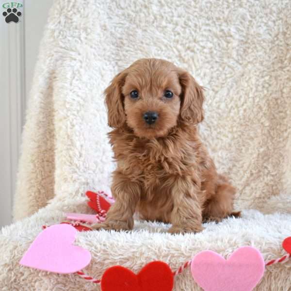 Mindy, Cavapoo Puppy