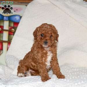 Mindy, Miniature Poodle Puppy