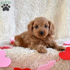Mindy, Cavapoo Puppy