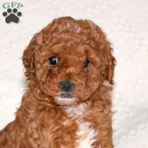 Mindy, Miniature Poodle Puppy