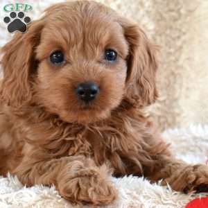 Mindy, Cavapoo Puppy