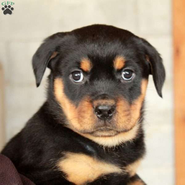 Minnie, Rottweiler Puppy