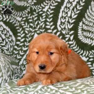 Minnie, Golden Retriever Puppy