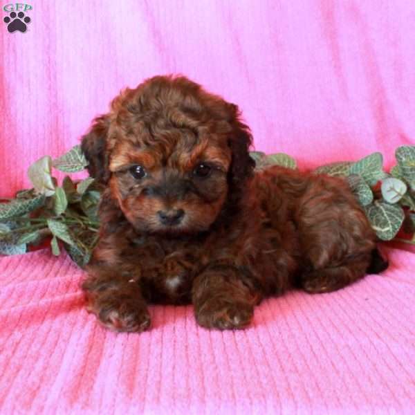 Mirabel, Havapoo Puppy