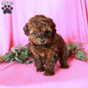 Mirabel, Havapoo Puppy