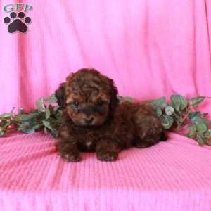 Mirabel, Havapoo Puppy