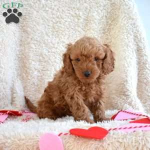 Misha, Cavapoo Puppy