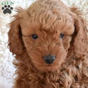 Misha, Cavapoo Puppy