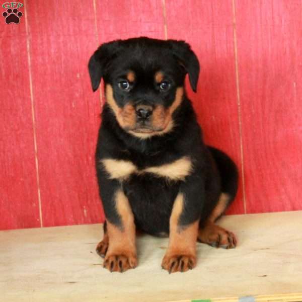 Missy, Rottweiler Puppy