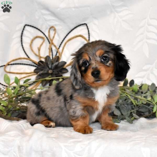 Misty, Dachshund Puppy