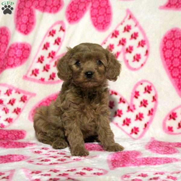 Mitch, Cavapoo Puppy