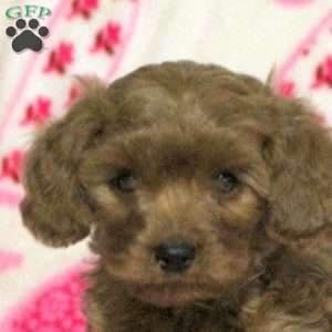 Mitch, Cavapoo Puppy