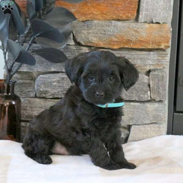 Mitchell, Yorkie Mix Puppy