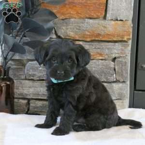 Mitchell, Yorkie Mix Puppy