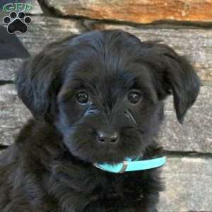 Mitchell, Yorkie Mix Puppy