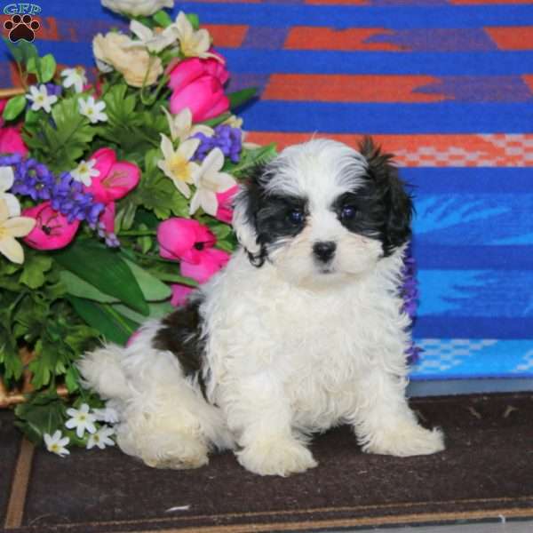 Mitzy, Shih-Poo Puppy