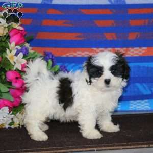 Mitzy, Shih-Poo Puppy