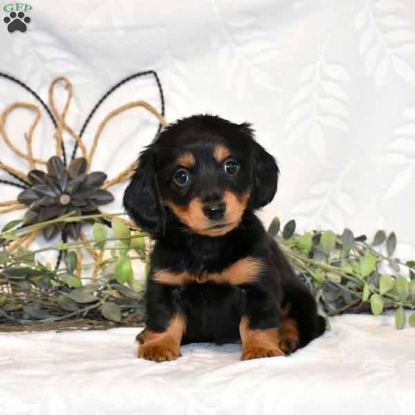 Mocha, Dachshund Puppy