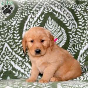 Mocha, Golden Retriever Puppy
