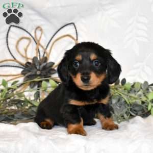 Mocha, Dachshund Puppy