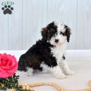 Mocha, Mini Bernedoodle Puppy