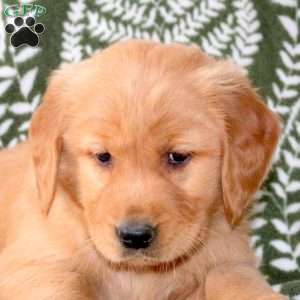 Mocha, Golden Retriever Puppy