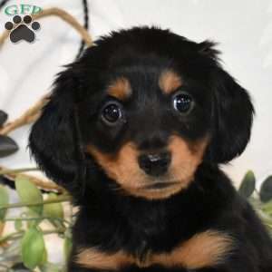 Mocha, Dachshund Puppy