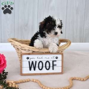 Mocha, Mini Bernedoodle Puppy